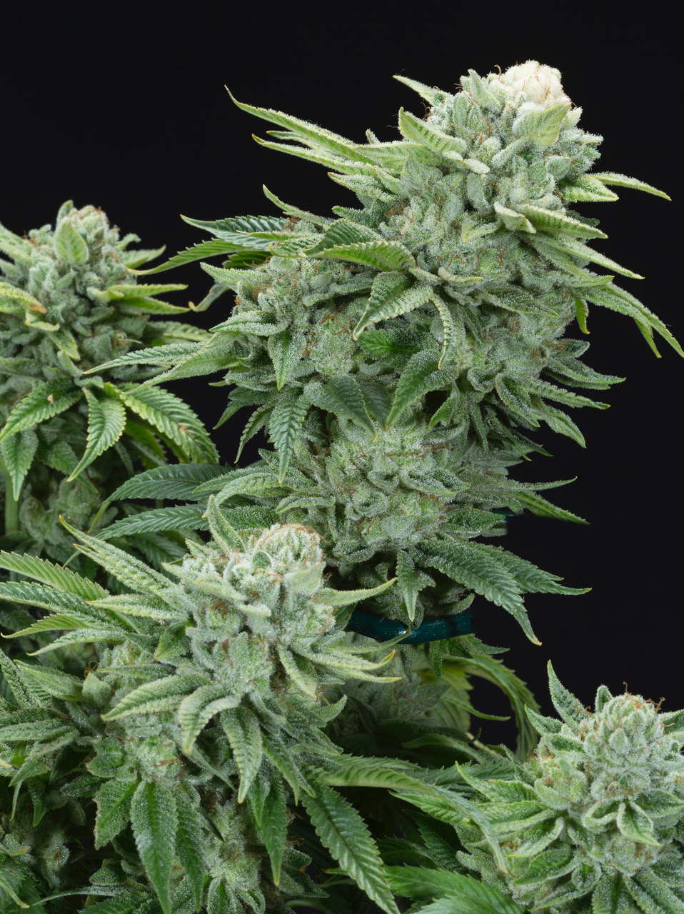 Buy Gorilla Glue Marijuana Seeds Online - graines de cannabis
