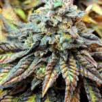 Harlequin <br> (CBD) <br> (Cross from multiple Indica and sativa landraces)