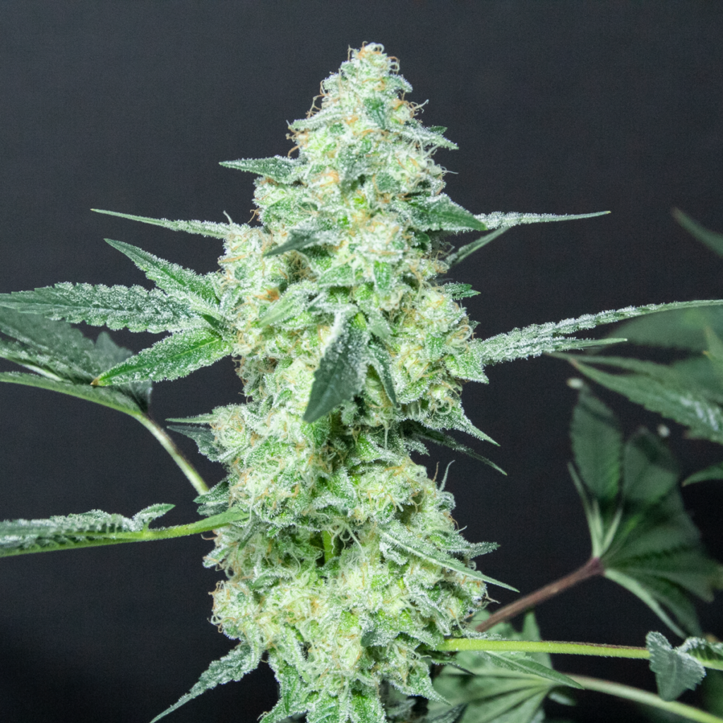 Buy Lemon Sherbet Marijuana Seeds Online | Elev8 Seeds