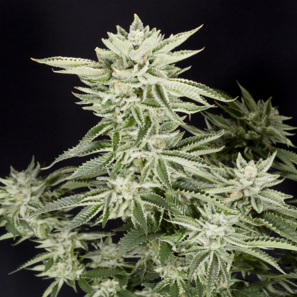 Buy Sherbet Marijuana Seeds Online | Elev8 Seeds