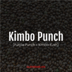 Kimbo Punch <br> (Purple Punch x Kimbo Kush)