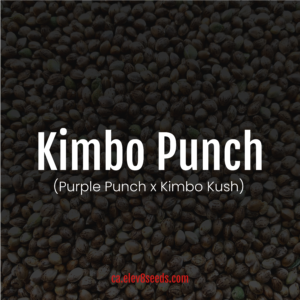 Kimbo Punch <br> (Purple Punch x Kimbo Kush)