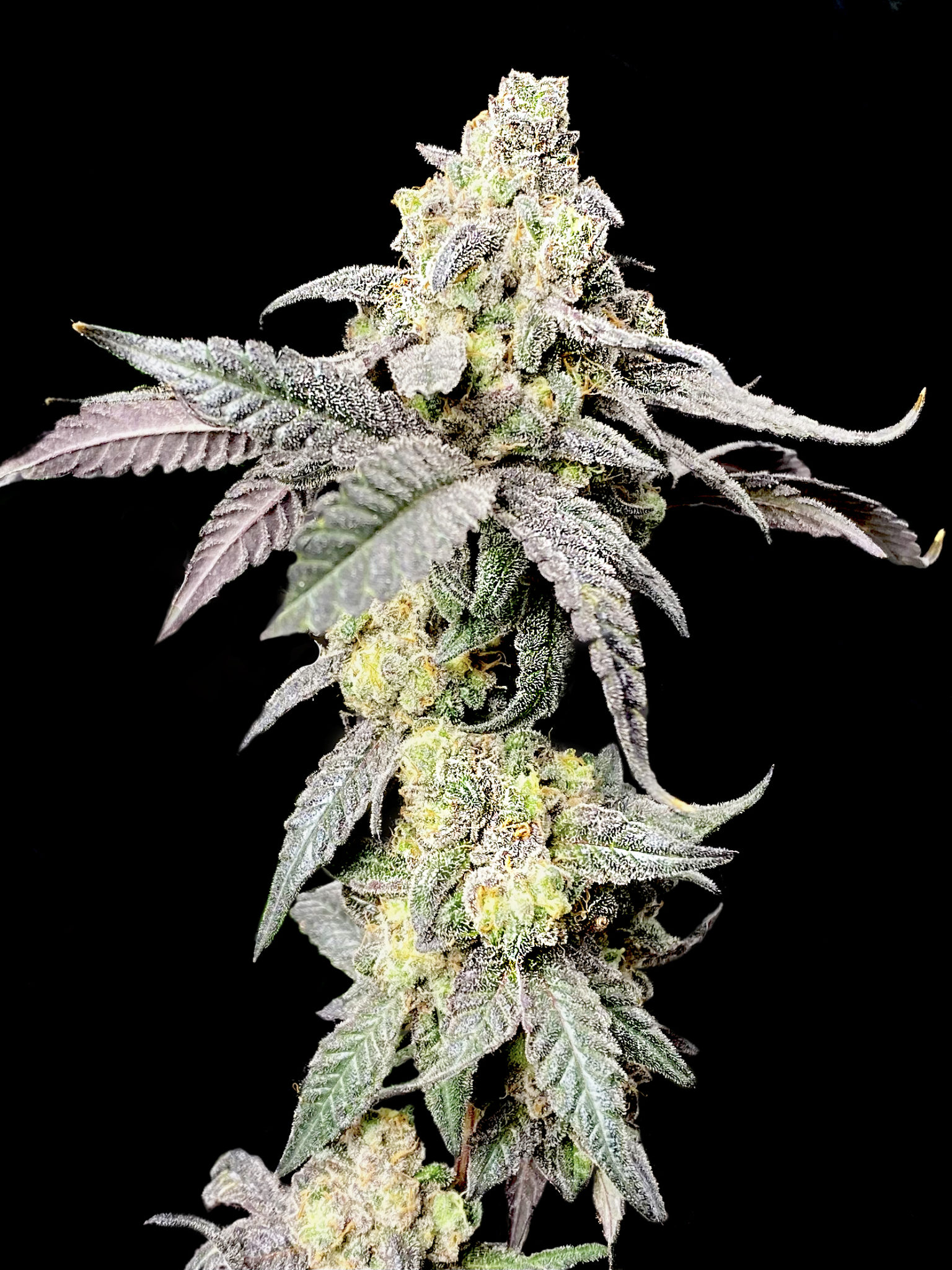 Buy Purple Cherry Ripple Marijuana Seeds Online Elev8 Seeds
