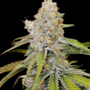 Star Punch – Limited Quantity <br> (Purple Punch x Starfighter)