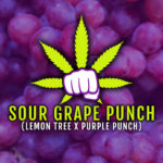 Sour Grape Punch – Limited Release (Lemon Tree x Purple Punch)